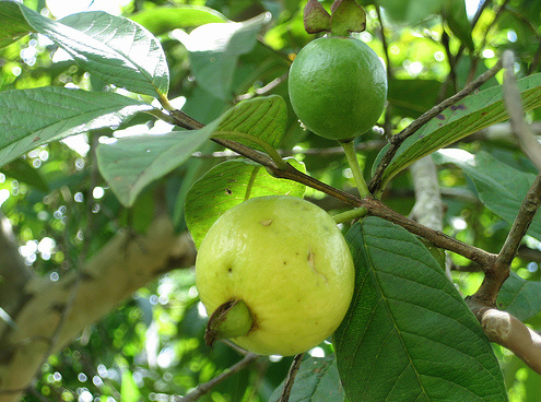 búp ổi non trị tiêu chảy