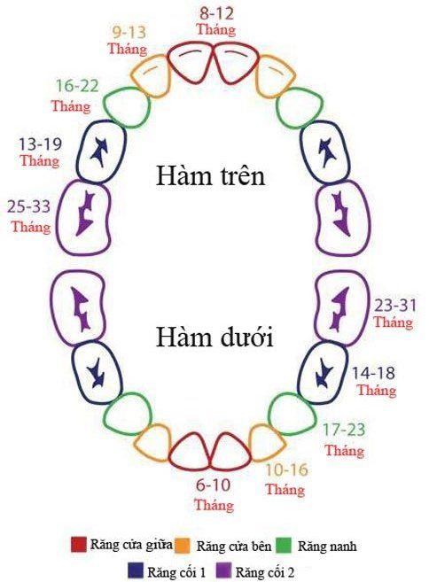 trinh-tu-moc-rang-cua-tre1